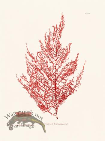 Bradbury Seaweed 004